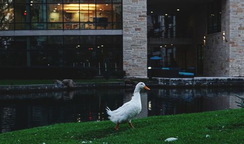 Swan in a lake