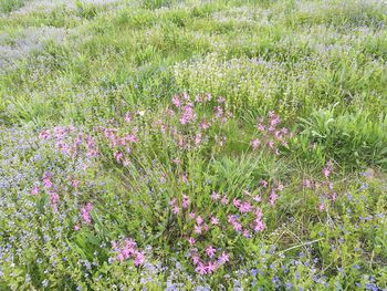 Flowers growing in field