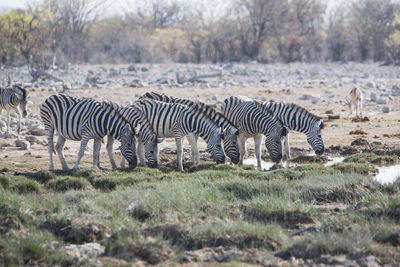 Zebra standing on field against trees