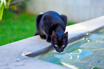 Cat drinking at loutraki  fountain