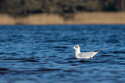 Close-up of bird in lake