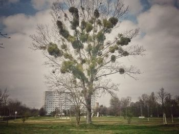 Tree in grass against sky