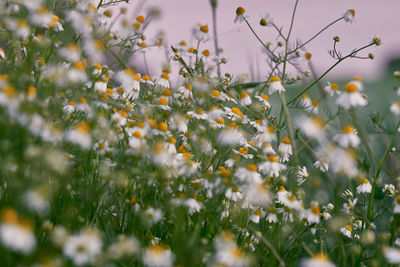 Close-up of flowering plants on field