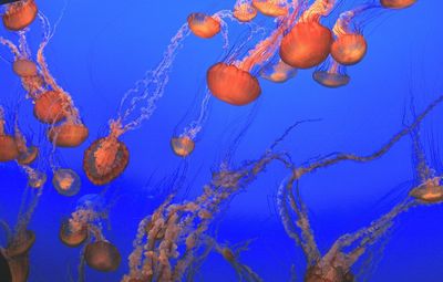 sea