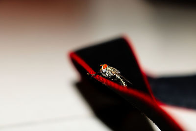 Close-up of ladybug on leaf