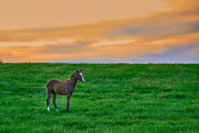 View of a horse on field