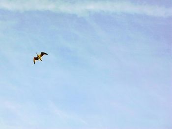 Low angle view of eagle flying against sky