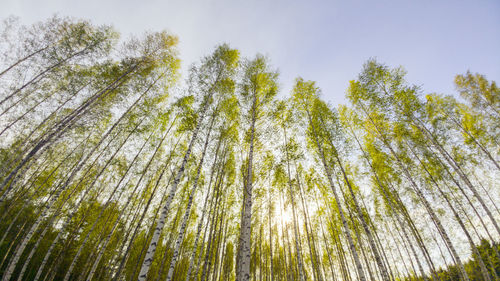 Low angle view of bamboo trees in forest