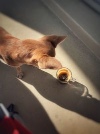 High angle view of a cat