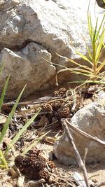 Close-up of plants growing on rock