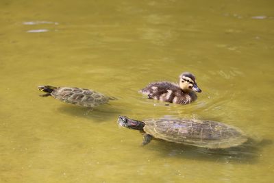 High angle view of turtles and duck swimming in lake