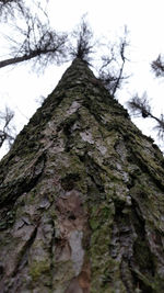 Low angle view of tree trunk