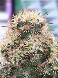 Close-up of cactus plant