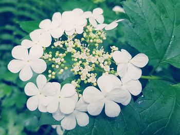 Close-up of white flowering plant in park
