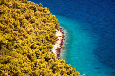 High angle view of trees by sea