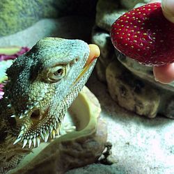 Close-up of a lizard