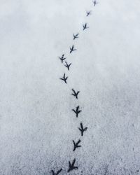 Close-up of birds on snow