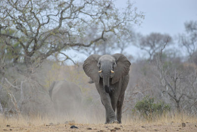 View of elephant on land