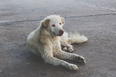 Close-up portrait of dog sitting outdoors