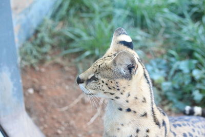 Close-up of a cat looking away