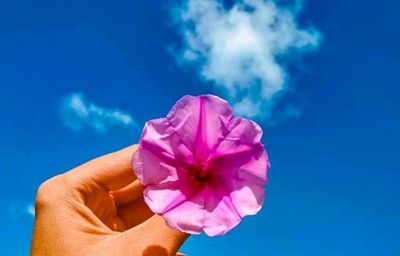 Close-up of hand holding pink flower against blue sky