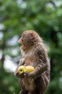 Monkey eating food