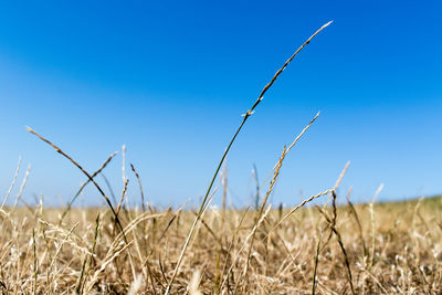 View of stalks in field against blue sky