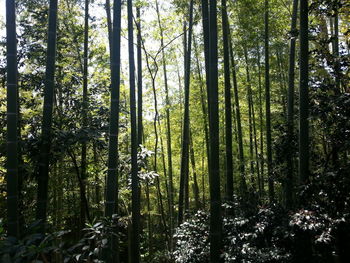 Trees in forest