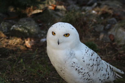 Close-up portrait of owl on field