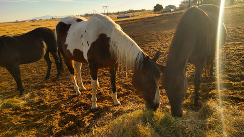 Horses grazing in ranch