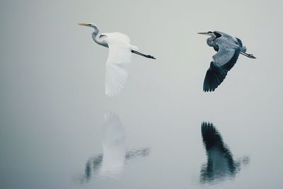 Birds flying over lake