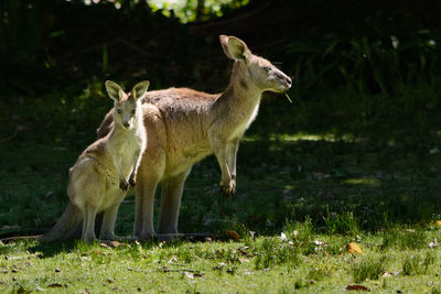 Kangaroos standing in a field