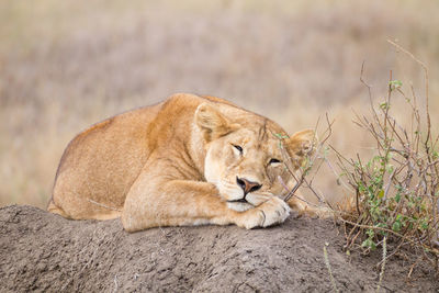 Cat lying on a land