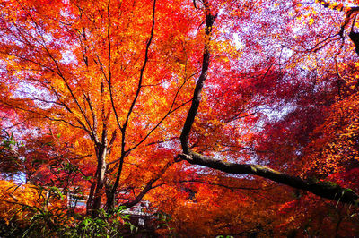 Low angle view of autumnal tree