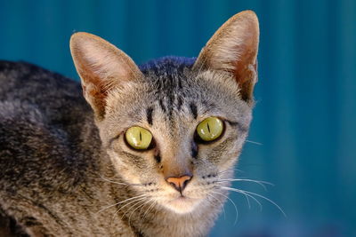 Close-up portrait of a cat