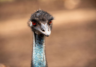 Close-up portrait of a bird