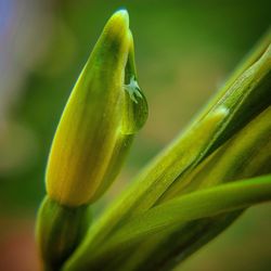 Close-up of yellow flowers