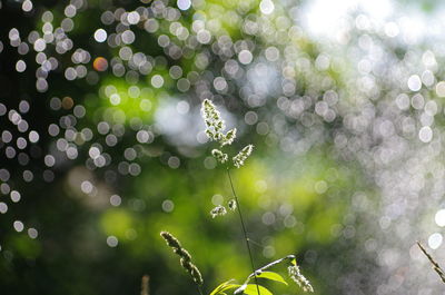 Close-up of wet plant during rainy season