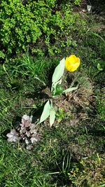 Close-up of yellow crocus blooming outdoors