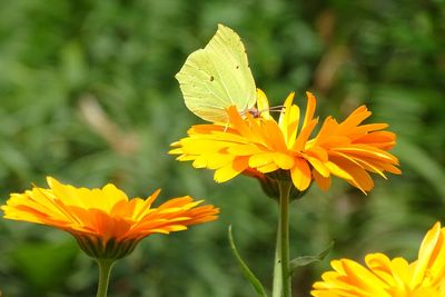 Close-up of butterfly pollinating on yellow flower