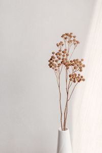 Branch of dry flowers against beige wall with beautiful shadows.