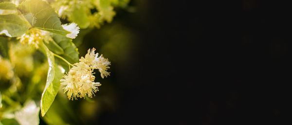 Spring banner background with closeup of linden tree flowers