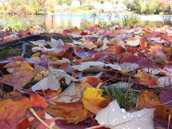 Fallen leaves on tree trunk