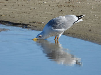 High angle view of seagull drinking water
