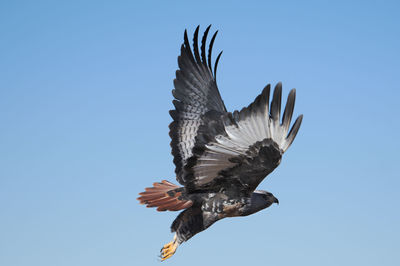 Low angle view of eagle flying against clear blue sky