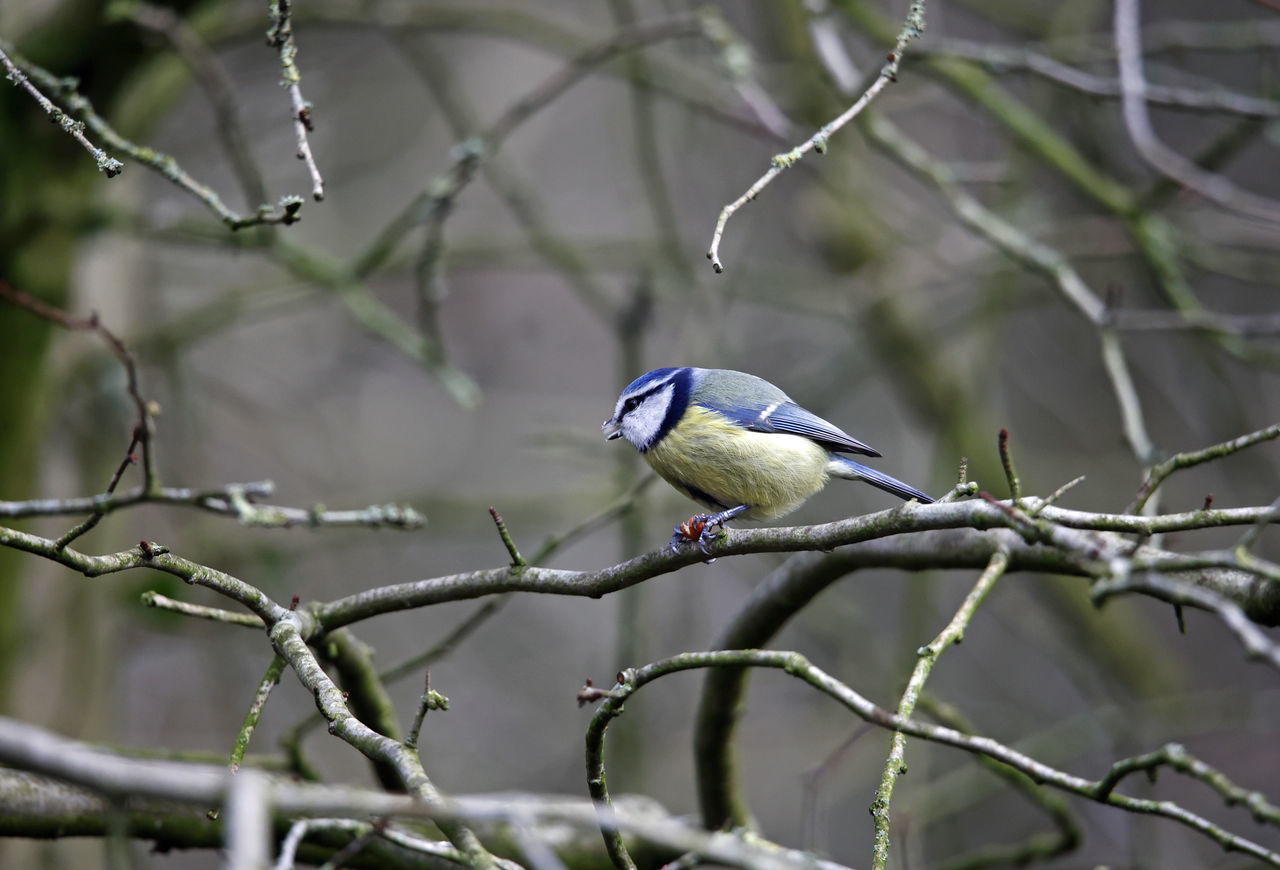 bird, animal wildlife, animal, animal themes, wildlife, tree, branch, nature, perching, one animal, plant, twig, beak, beauty in nature, no people, outdoors, wilderness, tourism, focus on foreground, environment, wilderness area