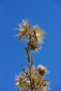 Low angle view of thistle against clear blue sky