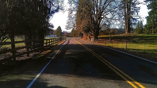 Trees along road