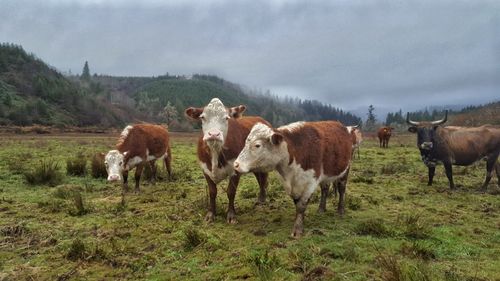 Horses standing in a field