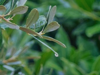 Close-up of plant